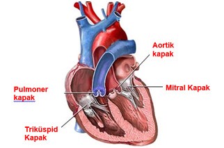 kalp kapağı