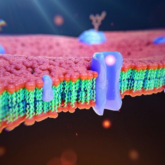 2026 Dislipidemi Kılavuzu